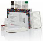 Multispecies ERK1/ERK2 In-Cell ELISA Kit, Near Infrared (62211)